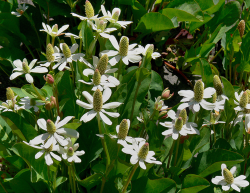 Yerba Mansa