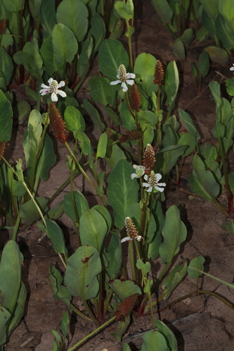 Yerba Mansa