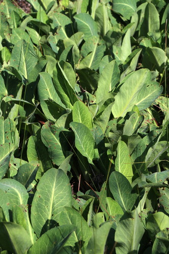 Yerba Mansa