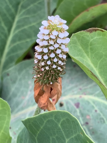 Yerba Mansa