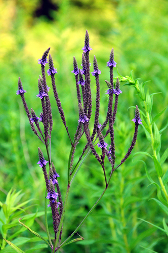 blue vervain