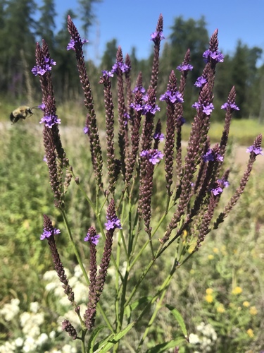 blue vervain