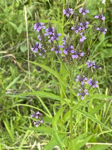 blue vervain