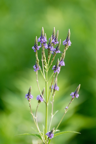 blue vervain