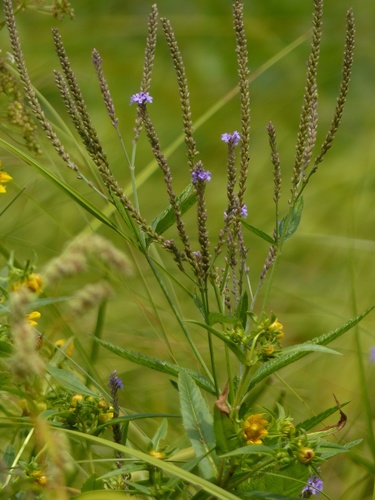 blue vervain