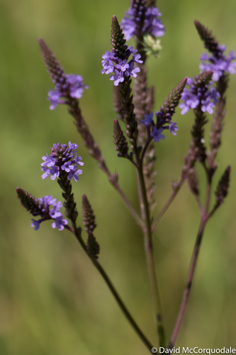 blue vervain