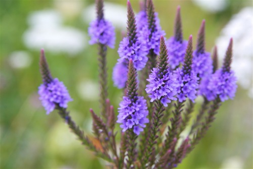 blue vervain