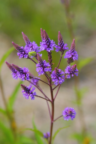 blue vervain