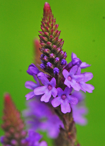 blue vervain