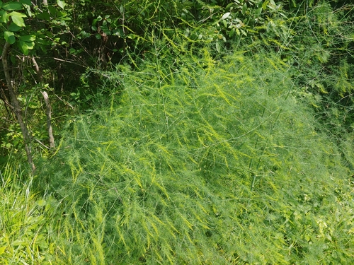 wild asparagus