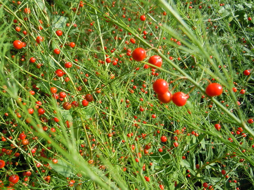 wild asparagus