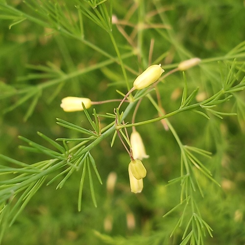 wild asparagus