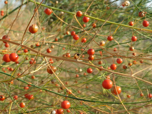 wild asparagus