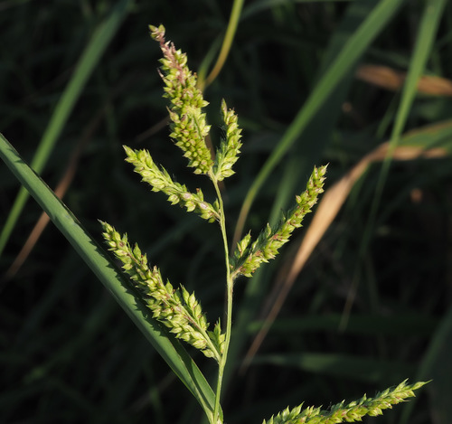 barnyardgrass