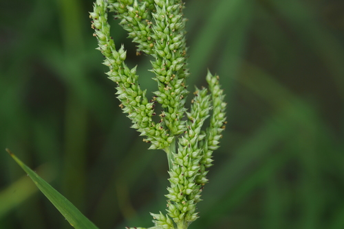 barnyardgrass