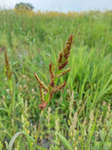 barnyardgrass