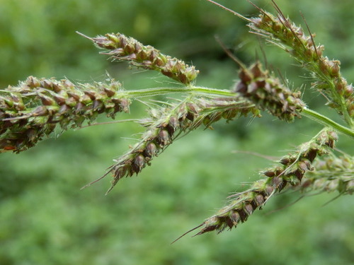 barnyardgrass
