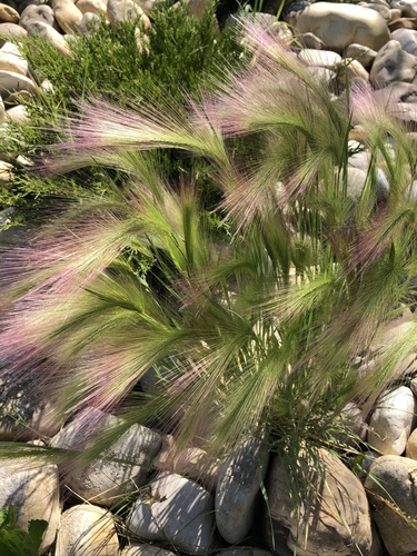 Foxtail Barley