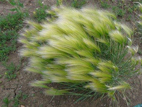 Foxtail Barley
