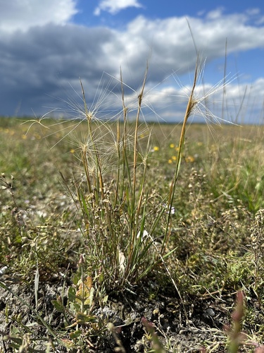 Foxtail Barley