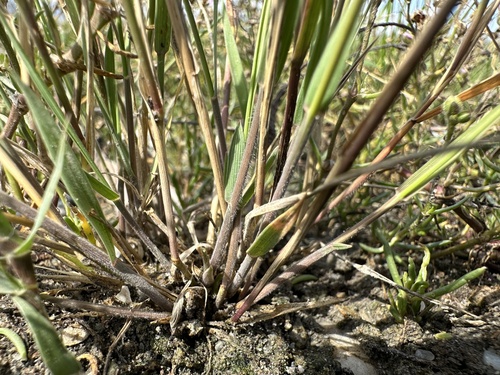 Foxtail Barley