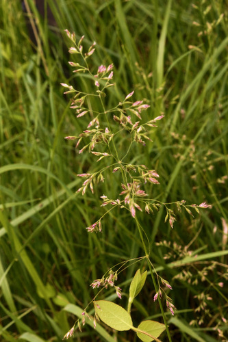 Smooth Meadow-grass