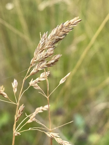Smooth Meadow-grass