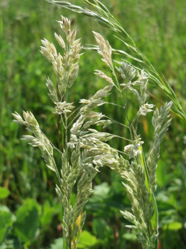 Smooth Meadow-grass