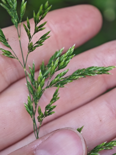 Smooth Meadow-grass
