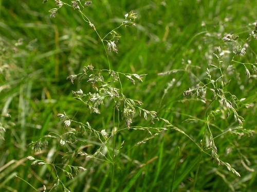 Smooth Meadow-grass