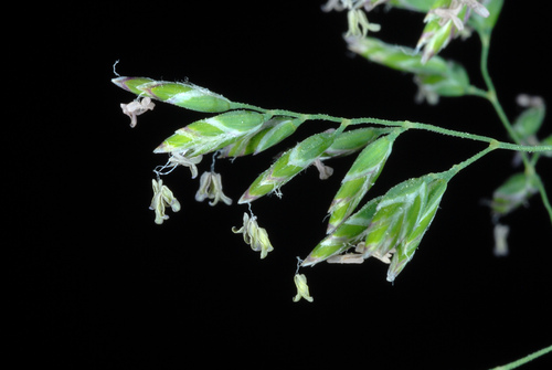 Smooth Meadow-grass