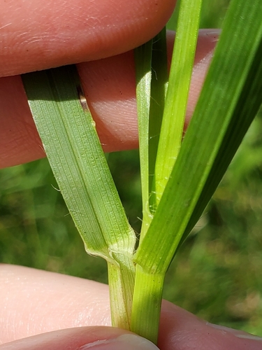Smooth Meadow-grass