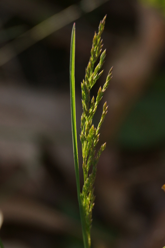 Smooth Meadow-grass