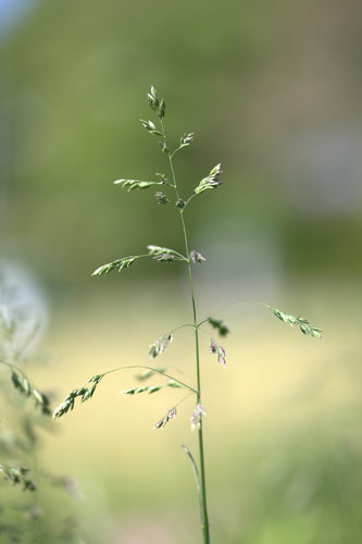 Smooth Meadow-grass
