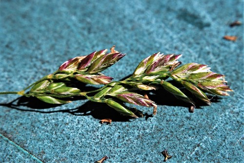 Smooth Meadow-grass