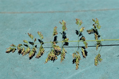 Smooth Meadow-grass