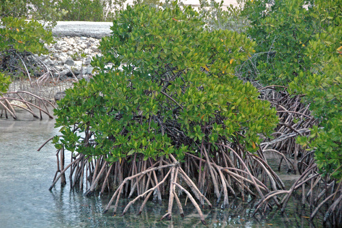 red mangrove