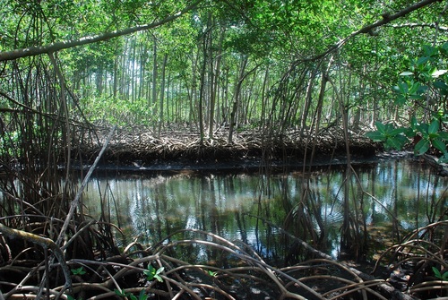 red mangrove