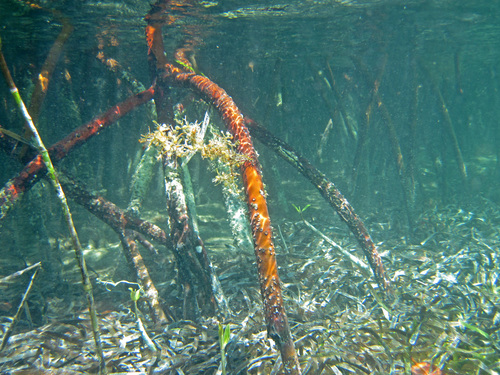red mangrove