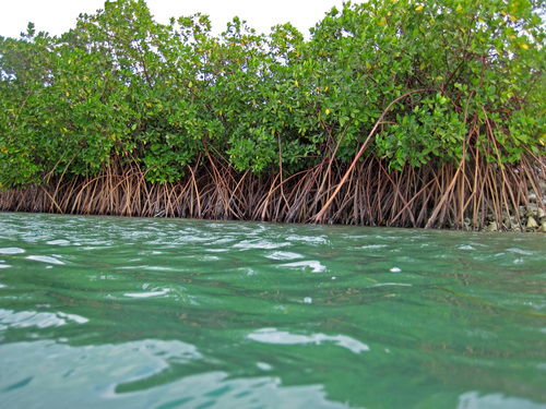 red mangrove