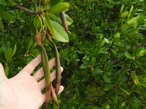 red mangrove