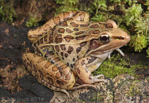 Southern Leopard Frog