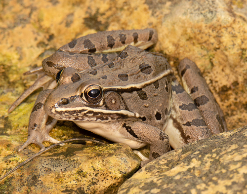 Southern Leopard Frog