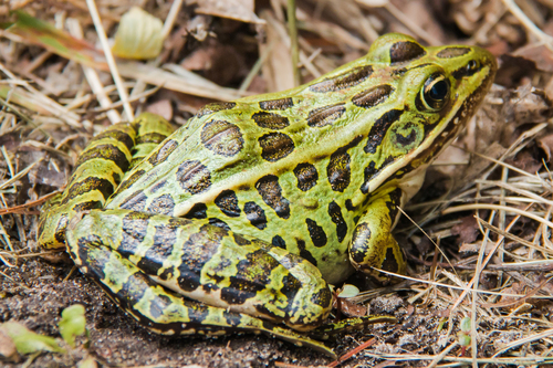 Southern Leopard Frog