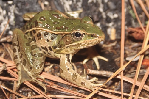 Southern Leopard Frog