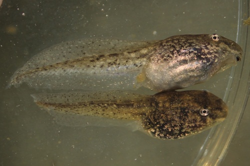 Southern Leopard Frog