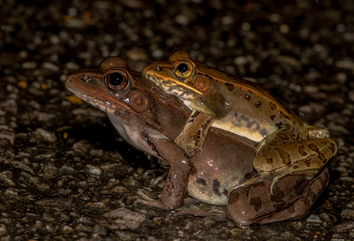 Southern Leopard Frog