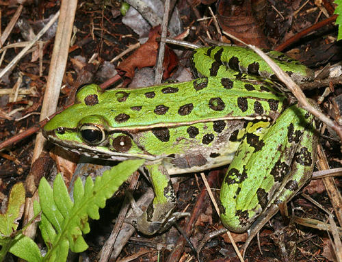 Southern Leopard Frog