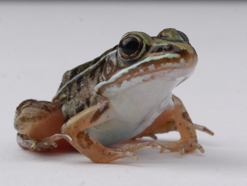 Southern Leopard Frog