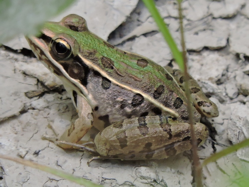 Southern Leopard Frog